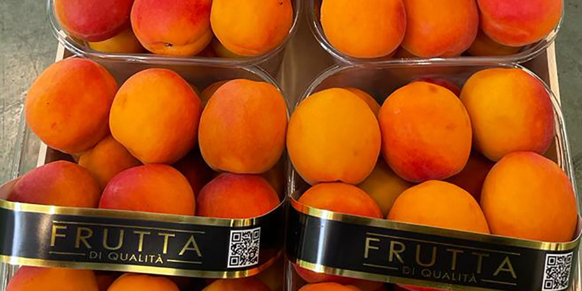 Albicocche tardive fiore all’occhiello del Centro Agroalimentare di Pescara